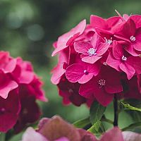 Ružová hortenzia v záhrade