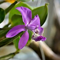 Fialová orchidea