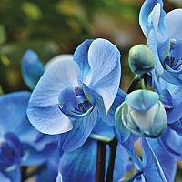 Modrá orchidea