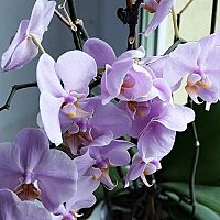 Orchidea na okne
