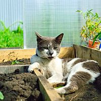 Mačka v záhrade