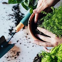 Rastliny v domácnosti – aký majú význam? Aké sú ich výhody?