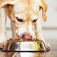 Ako vybrať najlepšie krmivo pre psa?