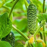 Pestovanie uhoriek v kvetináči aj záhonoch – odrody, sadenie, zaštipnutie, polievanie, choroby
