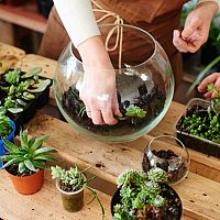 Ako si vyrobiť eko rastlinné terárium? S vhodnými rastlinami to zvládnete jednoducho!