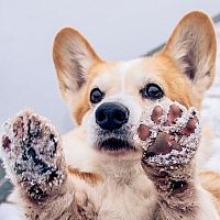 Ako sa v zime starať o psie labky?