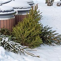 Využitie živého vianočného stromčeka po Vianociach – palivo, mulč či dekorácie