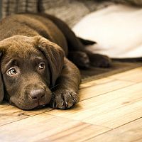Najlepšia podlaha pre psa – plávajúca, vinylová podlaha, parkety, dlažba alebo korok?