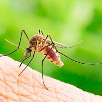 Komáre – ako sa ich zbaviť? Pomôžu kupované repelenty, ale aj prírodné odpudzovače komárov