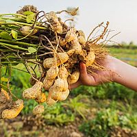 Ako pestovať arašidy zo semena – rozmnožovanie, zber, spracovanie