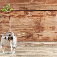 Ako vypestovať avokádo doma v kvetináči? Pestovanie z kôstky je možné aj v zime 