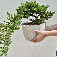 Ako vypestovať bonsaj zo semien, kedy presadiť? Strihanie, tvarovanie, zálievka