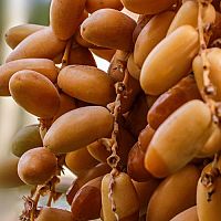 Datľovník – pestovanie z kôstky i odrezkov. Ako vypestovať palmu zo semena?