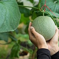 Ako pestovať dyne a melóny? Stanovište, zálievka, pôda, hnojenie, rozmnožovanie