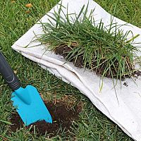 Obnova trávnika na jar: Hnojenie, vertikutácia, výsev, choroby trávnika