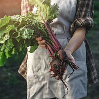 Ako správne pestovať cviklu/červenú repu – sadenie, polievanie, hnojenie, zber