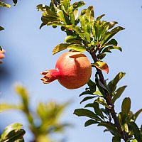 Mrazuvzdorné granátové jablko – pestovanie zo semienka vonku i v črepníku