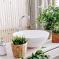 Rastliny vhodné k oknu, do chodby, do spálne, pracovne i kúpeľne