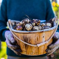 Topinambury – sadenie, pestovanie, zber. Kedy ich vyberať a ako čistiť?