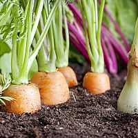 Ako si založiť zeleninovú záhradu – rady pre začiatočníkov