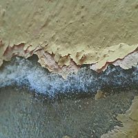 Ako sa zbaviť plesne na betónových plochách? Pomôže bielidlo i fosforečnan sodný