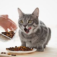 Kvalitné krmivo pre mačky ponúka Royal Canin, Whiskas, Purina aj Carnilove – test, recenzie, cena