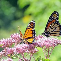 Ako prilákať do záhrady motýle – vhodné kvety a kríky pre motýle
