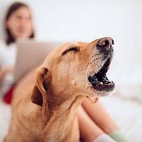 Ako odnaučiť psa štekať v noci, keď je sám doma, na ľudí a iných psov. Sú obojky proti štekaniu účinné?