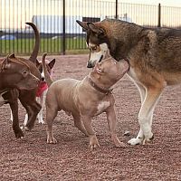 Ako správne socializovať šteňa či staršieho psa s ľuďmi a s inými psami a zvieratami