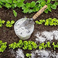 Popol do záhrady, do kompostu, ako hnojivo – je vhodný na zemiaky, paradajky, cesnak či uhorky?