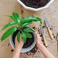 Ako vypestovať mango: sadenie, hnojenie, zálievka, rozmnožovanie, presádzanie