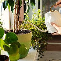 Polievanie izbových rastlín prevarenou vodou. Ako často?