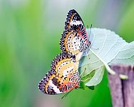 Ako chovať motýle – aké druhy sú na chov vhodné, čím ich kŕmiť, aké prostredie im vytvoriť