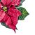 Vianočná ruža – pestovanie, kvitnutie, rozmnožovanie, starostlivosť