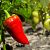 Pestovanie papriky – sadenie, hnojenie, vylamovanie, choroby, škodce