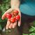 Pestovanie paradajok – sadenie, polievanie, choroby a škodce