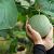 Ako pestovať dyne a melóny? Stanovište, zálievka, pôda, hnojenie, rozmnožovanie
