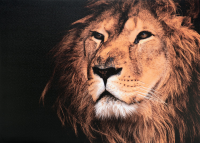 Obraz na plátne Kráľ zvierat, 50x70 cm