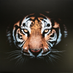 Obraz na plátne Tigrie pohľad, 80x80 cm