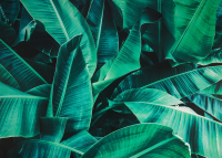 Obraz na plátne Tropické listy, 50x70 cm