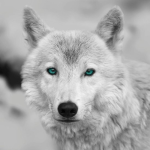 Obraz na stenu Arktický vlk, čiernobiely