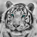 Obraz na stenu Tiger, čiernobiely, 35x35 cm
