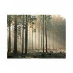 Veľkoformátová tapeta Artgeist Foggy November Morning, 400 x 309 cm