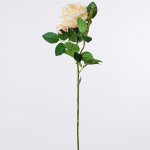 Ruža broskyňová kus 1101381